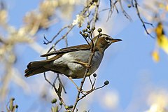 Description de l'image SYT4752_Grey-sided_thrush.jpg.