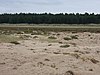 The pines and salt marsh protect and stabilise the dunes.