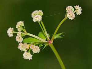 Sanicula europaea