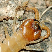 Gros plan sur les forcipules (1re paire de pattes transformées).