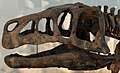 Skull of Shansisuchus shansisuchus