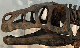 Череп Shansisuchus shansisuchus, в Палеозоологическом музее Китая[англ.]