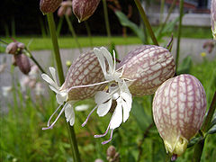 Silene vulgaris