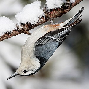 White-breasted nuthatch, by Mdf (edited by Fir0002)