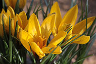 Spring Crocus In Flower, January 2013