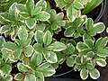 Lengua de vaca (Talinum paniculatum)