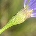 Bracts, involucre, and phyllaries