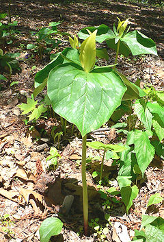 Description de l'image Trillium_luteum2.jpg.