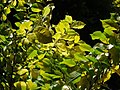 Foliage, botanic garden in Christchurch, New Zealand