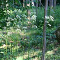 V. officinalis em Skaneateles, NY