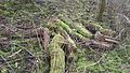 Forest floor in the Hawthorn-forest. Hawthorn outcompetes other plant-life.