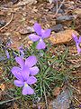 Viola bertolonii