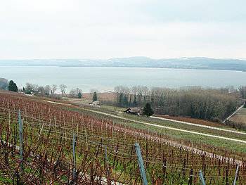 Le vignoble du Vully en hiver avec le Lac de Morat