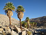 Washingtonia filifera