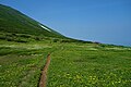 美瑛富士キャンプ地のお花畑