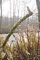 durch Biber aufgestaute Ragöse; Moorlandschaft