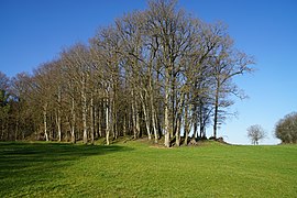 Un talus étendu et plat recouvert d'arbres.