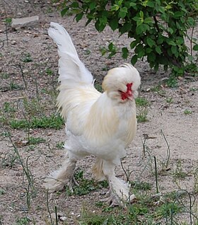 Poule Sultane