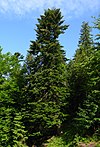 Weiß-Tanne (Abies alba)