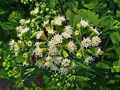 Ageratina altissima[англ.]