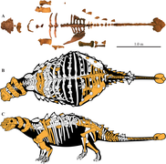 Akainacephalus 17 апреля 2019 года