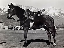 Photographie en noir et blanc d'un cheval vu de profil et portant une arme à feu