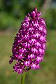 Orchis pyramidal (Anacamptis pyramidalis).