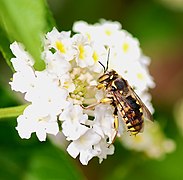 Abeja Megachilidae Anthidium florentinum.