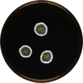 Aspergillus pachycristatus growing on MEAOX plate