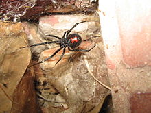 Araña viuda negra en su nido o telaraña.