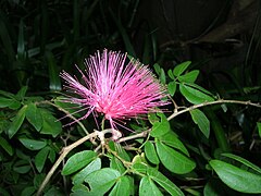 One of the many plant species at the aquarium.