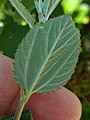 The 3-ribbed base of the underside of the leaf