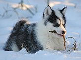 Canadian Eskimo Dog