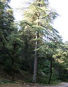 Cèdre du Liban, une des espèces ayant servi au reboisement du mont Ventoux.