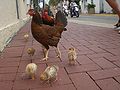Free roaming chicken family in Bahama Village in downtown Key West, Florida.