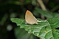 Imago (ventral view)