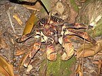 A large reddish-brown crab-like animal climbing over the forest floor.