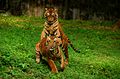 Bengal tiger cubs mock fight
