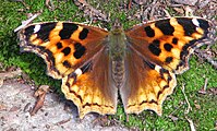 Adult, dorsal view.