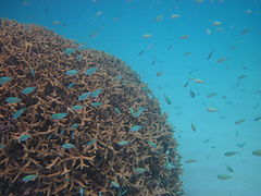 Acropora formosa.