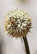 Dasypogon bromeliifolius flowers