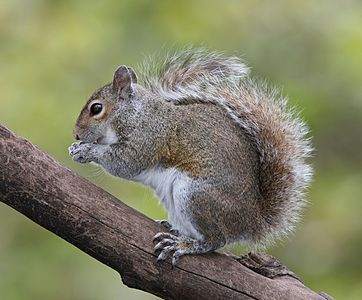 Eastern gray squirrel, by Tomfriedel