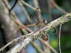 Erythrodiplax umbrata femelle