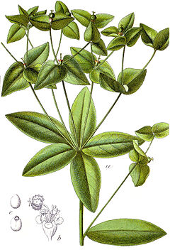 Description de l'image Euphorbia dulcis Sturm28.jpg.