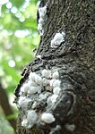 Formica fusca ants tending a herd of mealybugs