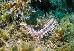 Gusano de fuego (Hermodice carunculata), Madeira, Portugal, 2019-05-31, DD 45