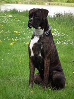 The color brindle can be with or without white markings.