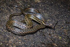 Description de l'image Hebius boulengeri, Boulenger's keelback - Khao Khitchakut National Park (32294919927).jpg.