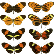 Top four are forms of Heliconius numata, bottom four are H. melpomene and H. erato