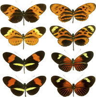 Heliconius warns off predators with Müllerian mimicry.[100]